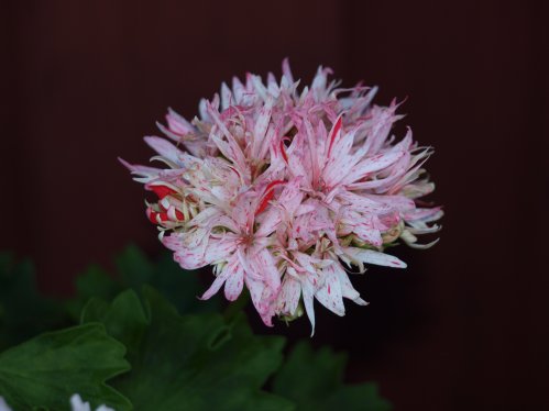 Vectis Spider - Stj�rnpelargoner.